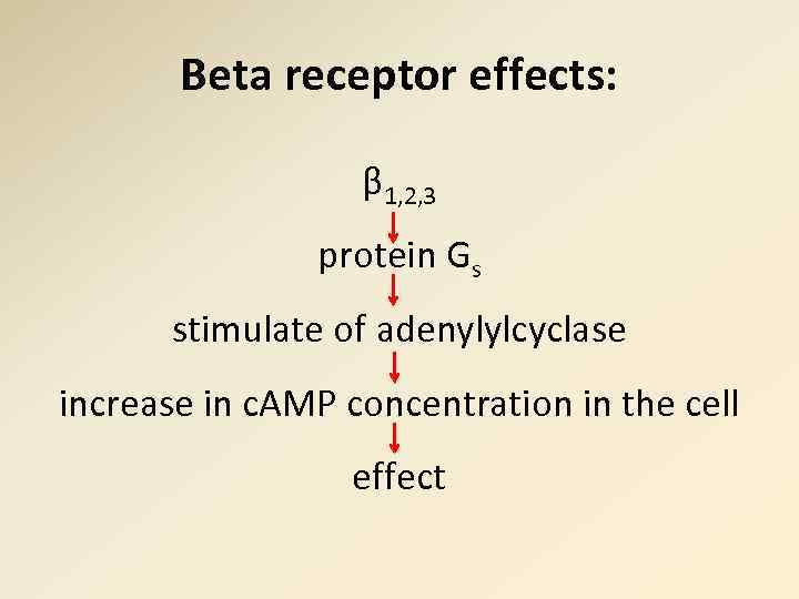 Beta receptor effects: β 1, 2, 3 protein Gs stimulate of adenylylcyclase increase in