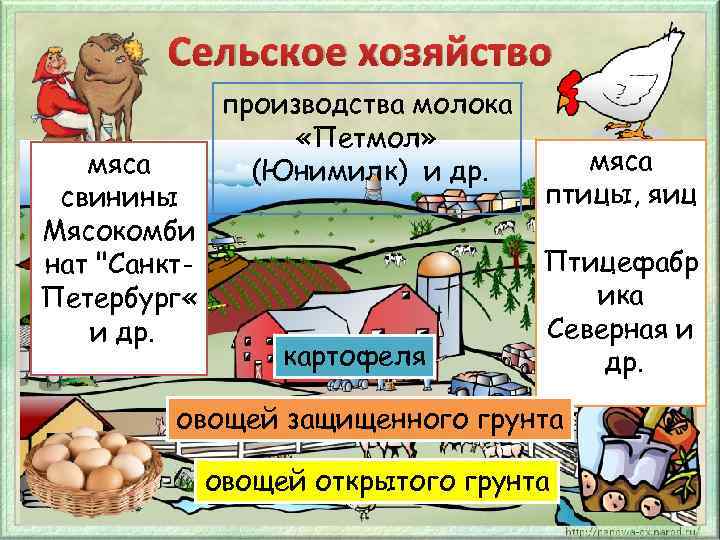Сельское хозяйство мяса свинины Мясокомби нат "Санкт. Петербург « и др. производства молока «Петмол»