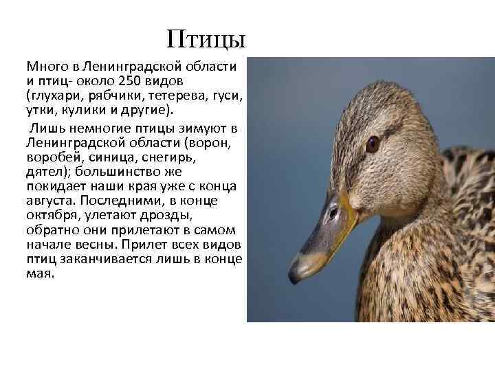 Птицы Много в Ленинградской области и птиц- около 250 видов (глухари, рябчики, тетерева, гуси,