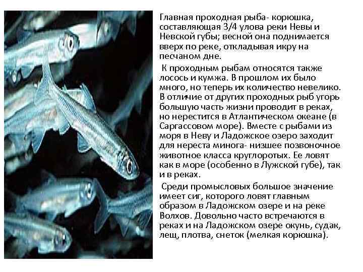 Проходные рыбы. Проходной вид рыб это. Представители проходных рыб. Проходные рыбы сообщение. Описание рыбы снеток.