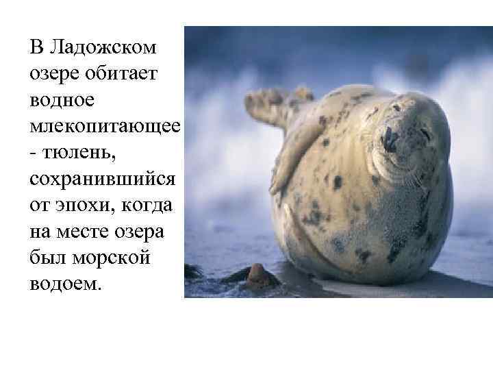В Ладожском озере обитает водное млекопитающее - тюлень, сохранившийся от эпохи, когда на месте