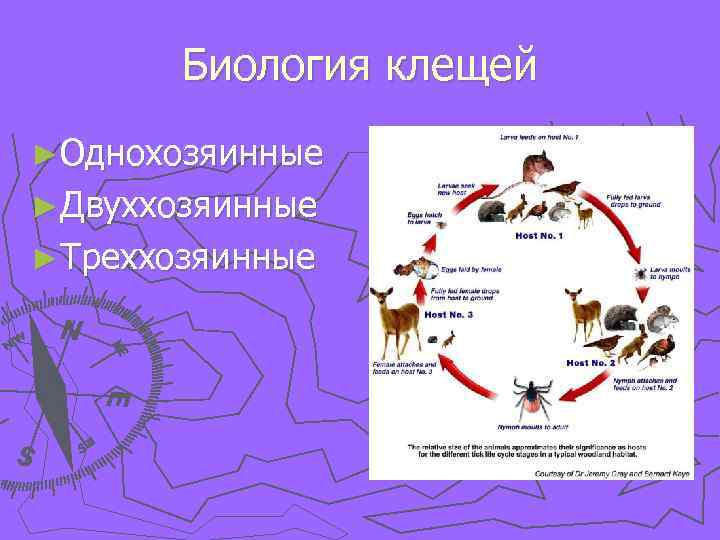 Биология клещей ►Однохозяинные ►Двуххозяинные ►Треххозяинные 