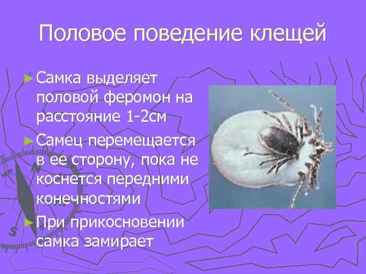 Половое поведение клещей ► Самка выделяет половой феромон на расстояние 1 -2 см ►