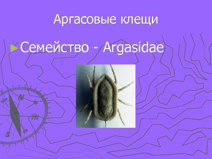 Аргасовые клещи ►Семейство - Argasidae 
