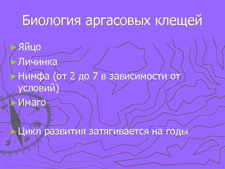 Биология аргасовых клещей ► Яйцо ► Личинка ► Нимфа (от 2 до 7 в