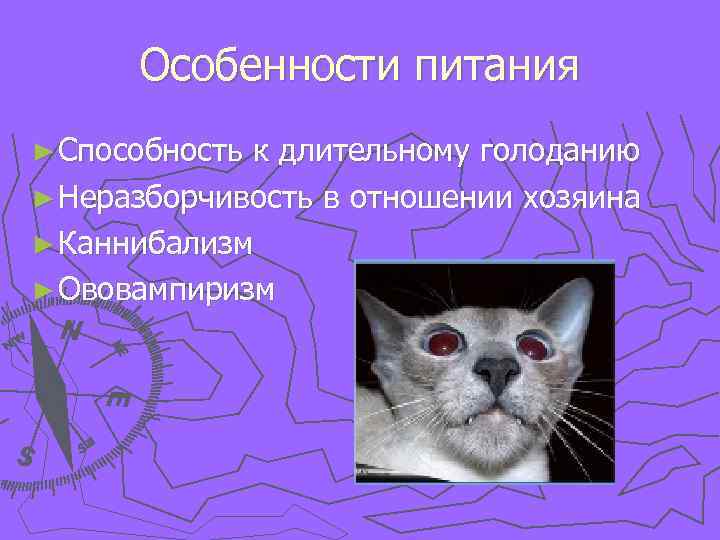 Особенности питания ► Способность к длительному голоданию ► Неразборчивость в отношении хозяина ► Каннибализм
