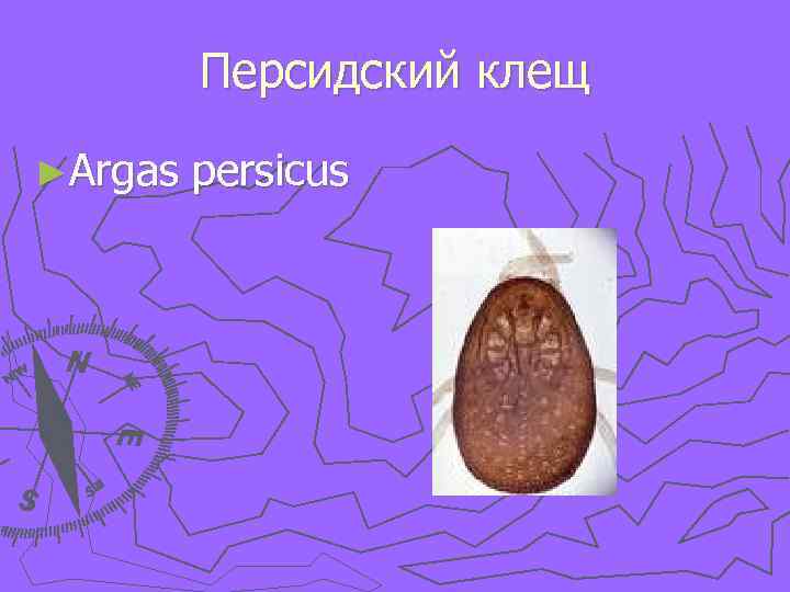 Персидский клещ ►Argas persicus 