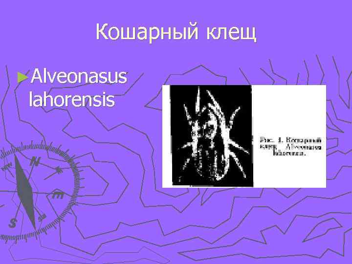 Кошарный клещ ►Alveonasus lahorensis 