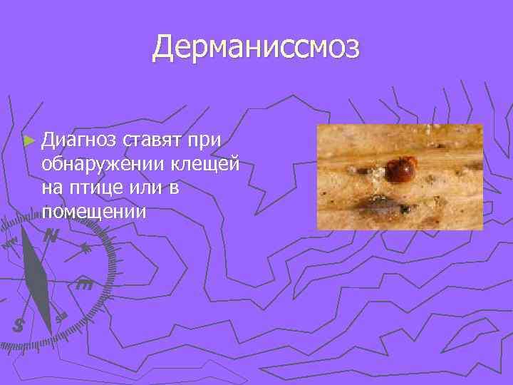 Дерманиссмоз ► Диагноз ставят при обнаружении клещей на птице или в помещении 