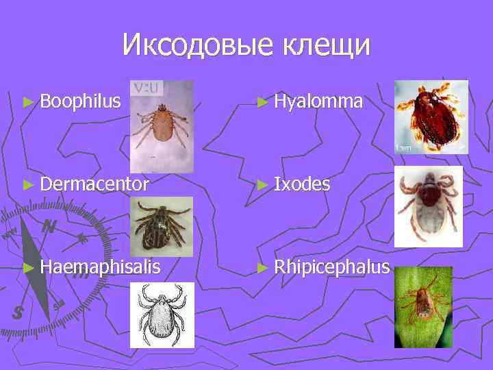 Иксодовые клещи ► Boophilus ► Hyalomma ► Dermacentor ► Ixodes ► Haemaphisalis ► Rhipicephalus