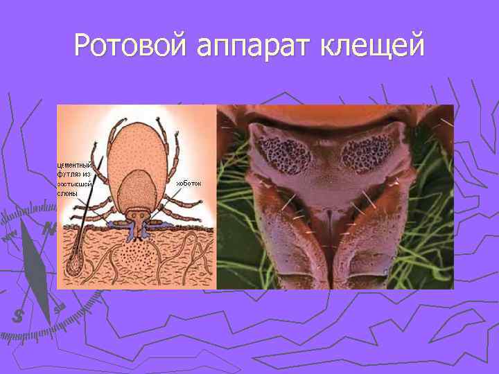 Ротовой аппарат клещей 