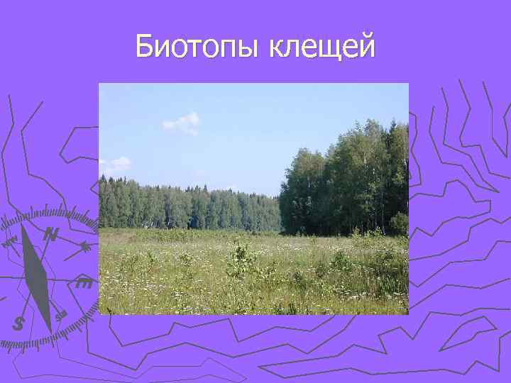 Биотопы клещей 