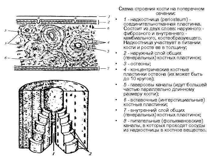 Схема строения вставочного диска