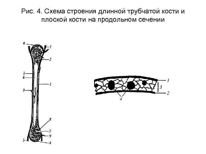 Схема длинной трубчатой кости взрослого человека и ребенка рентген