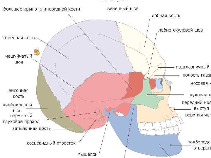 Подвисочный гребень клиновидной кости. Большого крыла клиновидной кости. Клиновидная кость большое крыло. Большое крыло клиновидной кости на черепе. Поверхности большого крыла клиновидной кости.