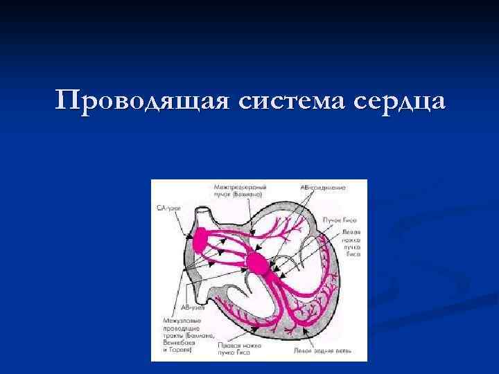 Проводящая система сердца 