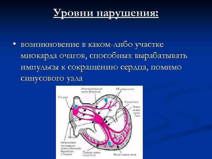 Уровни сердца. Проводящая система сердца Неттер. Нарушение проводящей системы сердца. Сердце уровень организации. Частота вырабатывания импульсов в узлах сердца.