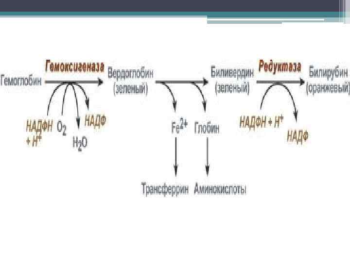 Схема обмена билирубина пропедевтика