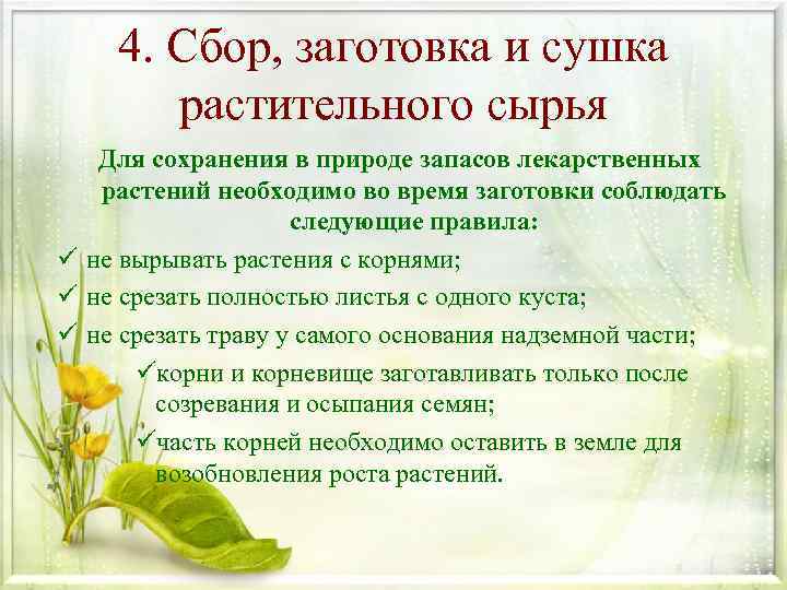 4. Сбор, заготовка и сушка растительного сырья Для сохранения в природе запасов лекарственных растений