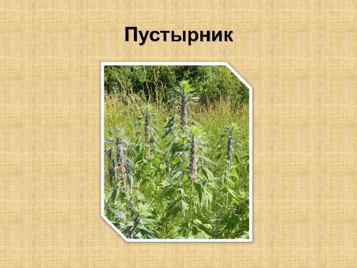 Пустырник 11 