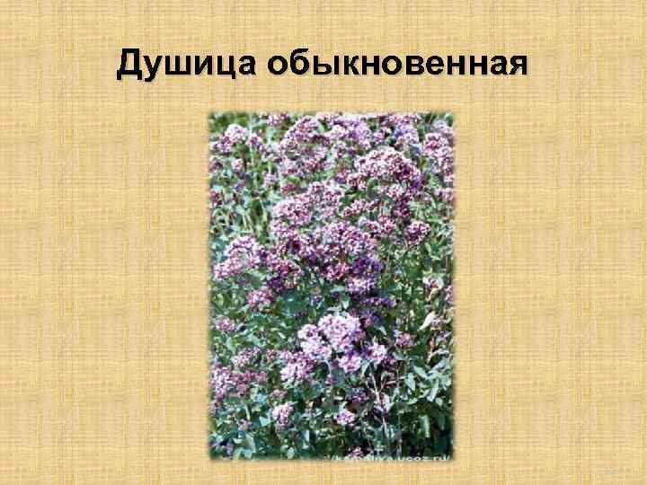 Душица обыкновенная 12 