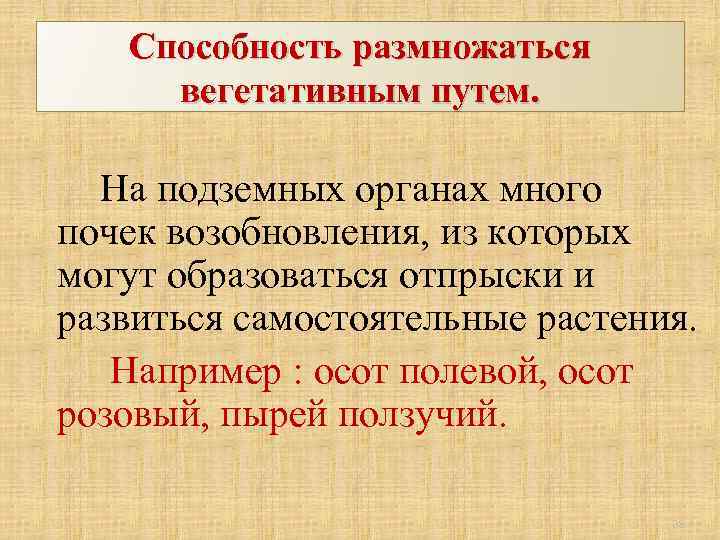 Способность размножаться вегетативным путем. На подземных органах много почек возобновления, из которых могут образоваться