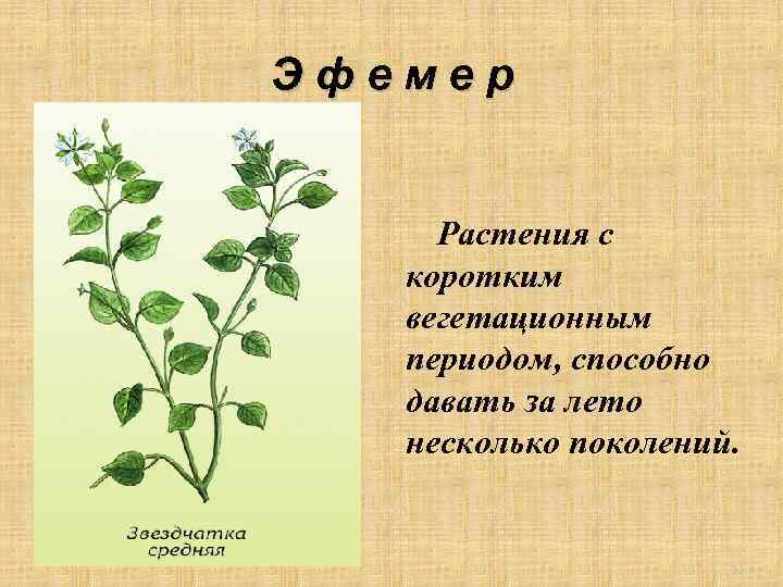 Эфемер Растения с коротким вегетационным периодом, способно давать за лето несколько поколений. 31 