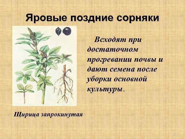 Яровые поздние сорняки Всходят при достаточном прогревании почвы и дают семена после уборки основной