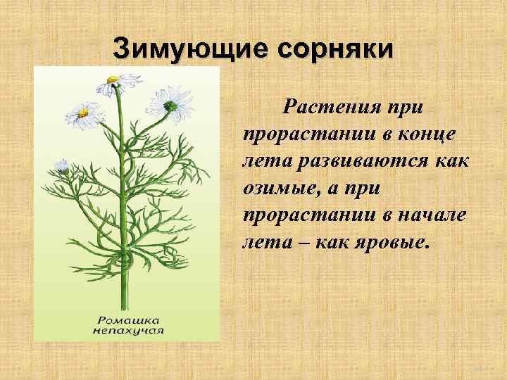 Зимующие сорняки Растения при прорастании в конце лета развиваются как озимые, а при прорастании