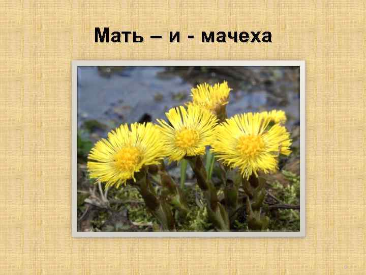 Мать – и - мачеха 9 