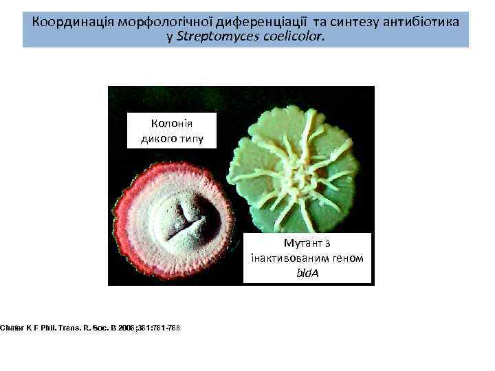 Координація морфологічної диференціації та синтезу антибіотика у Streptomyces coelicolor. Колонія дикого типу Chater K