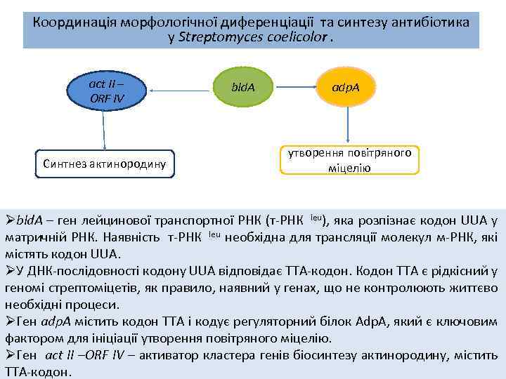 Координація морфологічної диференціації та синтезу антибіотика у Streptomyces coelicolor. aсt II – ORF IV