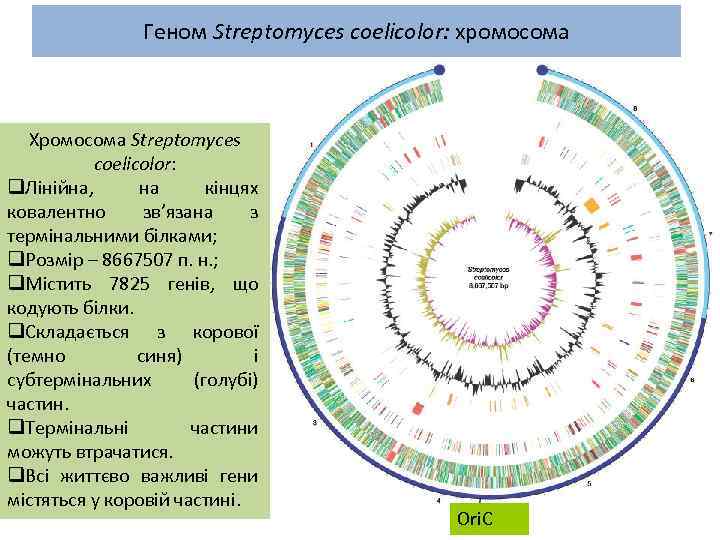 Геном Streptomyces coelicolor: хромосома Хромосома Streptomyces coelicolor: q. Лінійна, на кінцях ковалентно зв’язана з