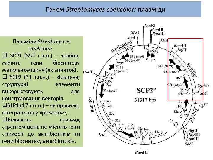 Геном Streptomyces coelicolor: плазміди Плазміди Streptomyces coelicolor: q SCP 1 (350 т. п. н.
