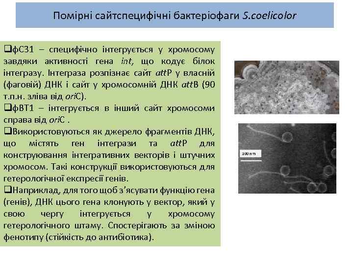 Помірні сайтспецифічні бактеріофаги S. coelicolor qф. С 31 – специфічно інтегрується у хромосому завдяки
