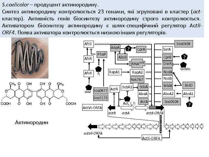 S. сoelicolor – продуцент актинородину. Синтез актинородину контролюється 23 генами, які згруповані в кластер