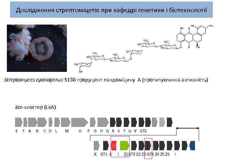 Дослідження стрептоміцетів при кафедрі генетики і біотехнології Streptomyces cyanogenus S 136 продуцент ландоміцину А