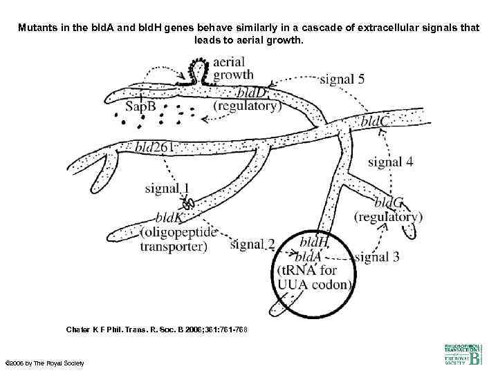 Mutants in the bld. A and bld. H genes behave similarly in a cascade