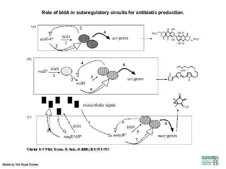 Role of bld. A in autoregulatory circuits for antibiotic production. Chater K F Phil.