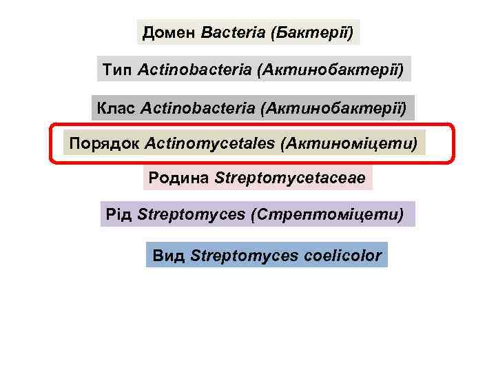 Домен Bacteria (Бактерії) Тип Actinobacteria (Актинобактерії) Клас Actinobacteria (Актинобактерії) Порядок Actinomycetales (Актиноміцети) Родина Streptomycetaceae