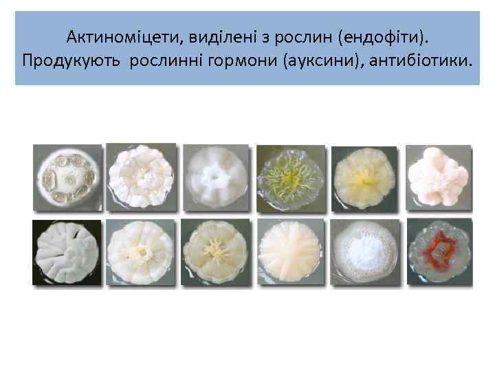Актиноміцети, виділені з рослин (ендофіти). Продукують рослинні гормони (ауксини), антибіотики. 