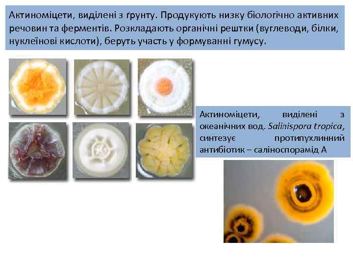 Актиноміцети, виділені з ґрунту. Продукують низку біологічно активних речовин та ферментів. Розкладають органічні рештки