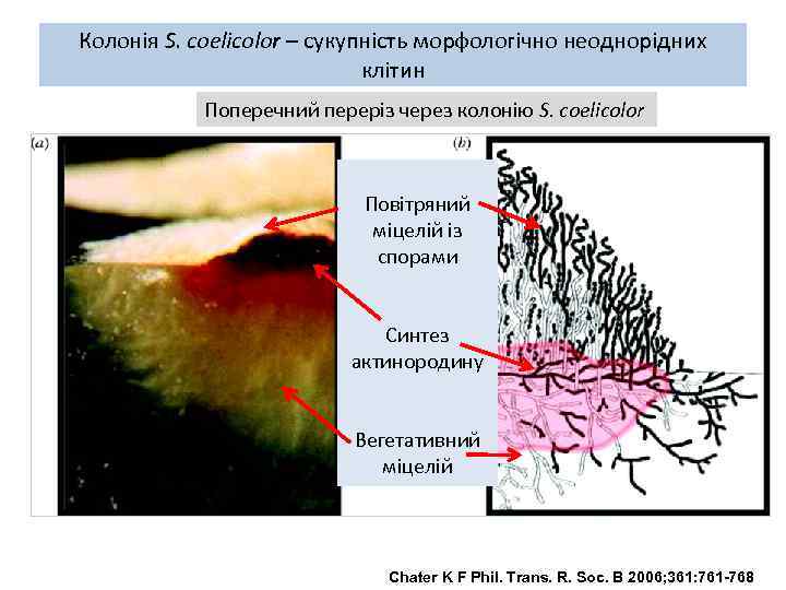 Колонія S. coelicolor – сукупність морфологічно неоднорідних клітин Поперечний переріз через колонію S. coelicolor