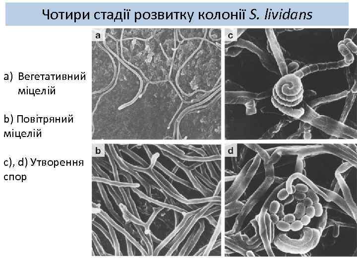 Чотири стадії розвитку колонії S. lividans a) Вегетативний міцелій b) Повітряний міцелій с), d)