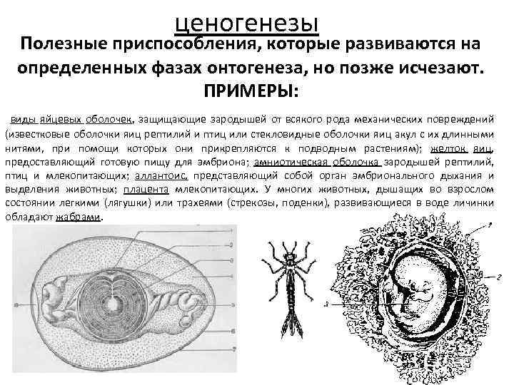 Характеристика онтогенеза