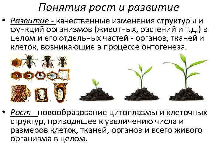 Концепция роста. Онтогенез растений. Процесс роста и развития растений. Онтогенез у растений это процесс. Этапы онтогенеза растений.