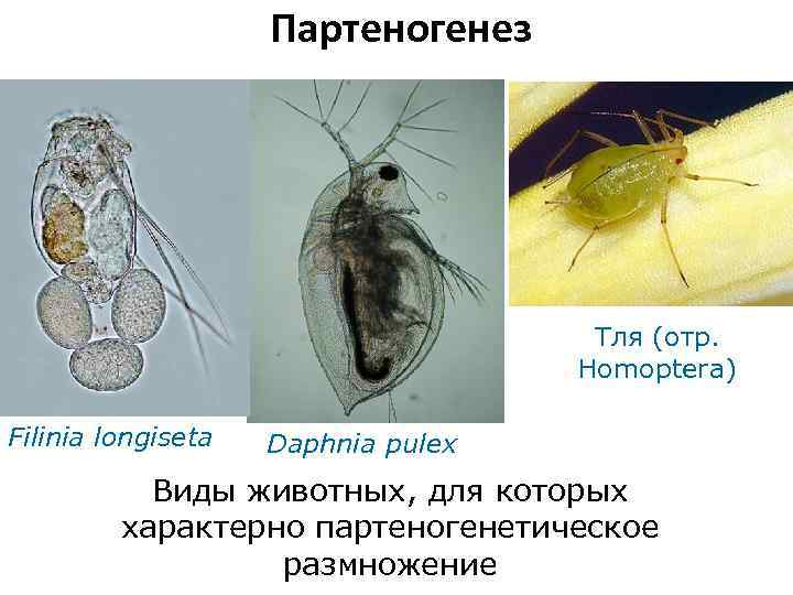 Партеногенез Тля (отр. Homoptera) Filinia longiseta Daphnia pulex Виды животных, для которых характерно партеногенетическое