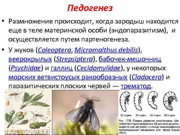 Педогенез • Размножение происходит, когда зародыш находится еще в теле материнской особи (эндопаразитизм), и