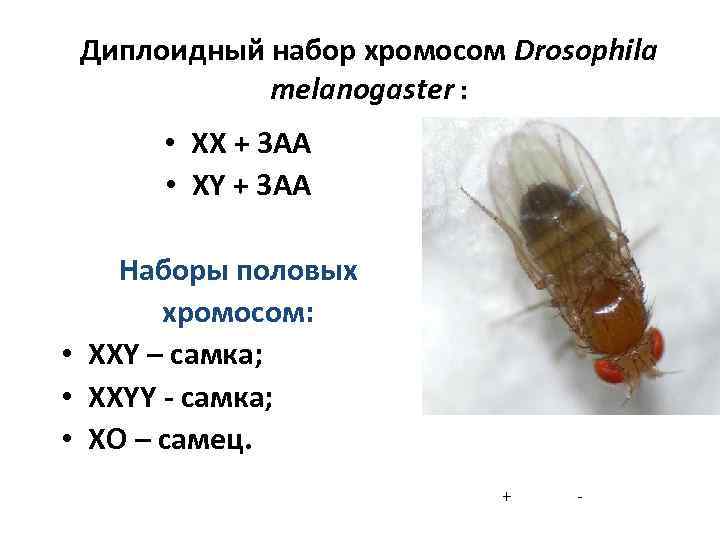 Сколько хромосом в половых клетках дрозофилы