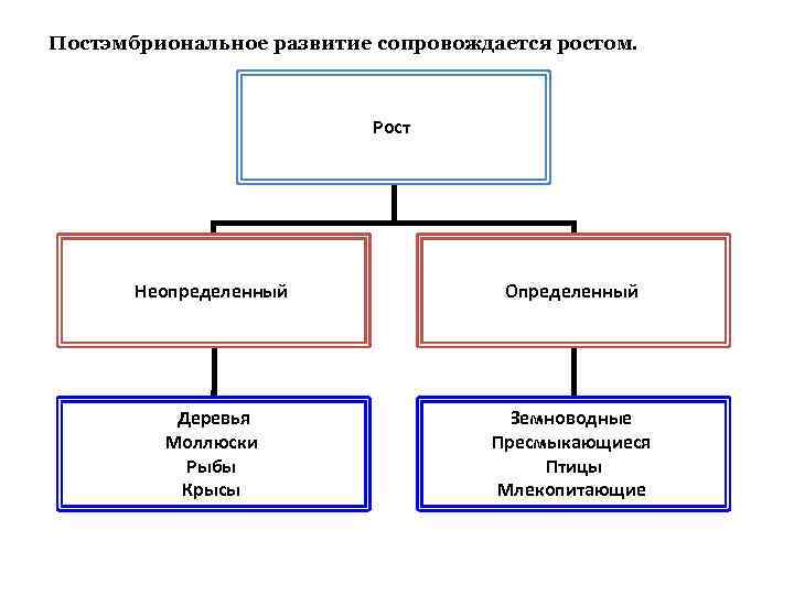 Постэмбриональное развитие сопровождается ростом. Рост Неопределенный Определенный Деревья Моллюски Рыбы Крысы Земноводные Пресмыкающиеся Птицы